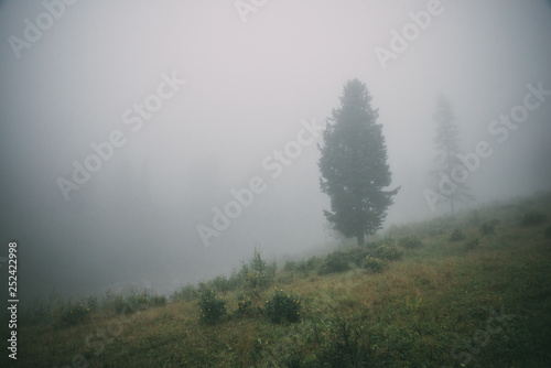 Fog in the mountains © Вячеслав Омельянчик