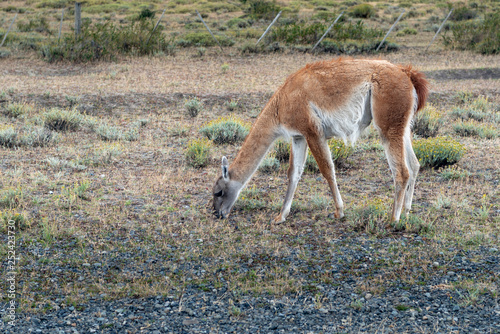 Patagonia Animal