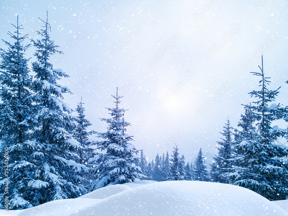 Winter Christmas scenic background with copy space. Snow landscape with spruce branches covered with snow, snowdrifts and falling snow.