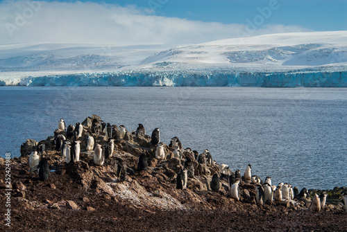  Gentoo Penguin,Hannah Point, Antartica © foto4440