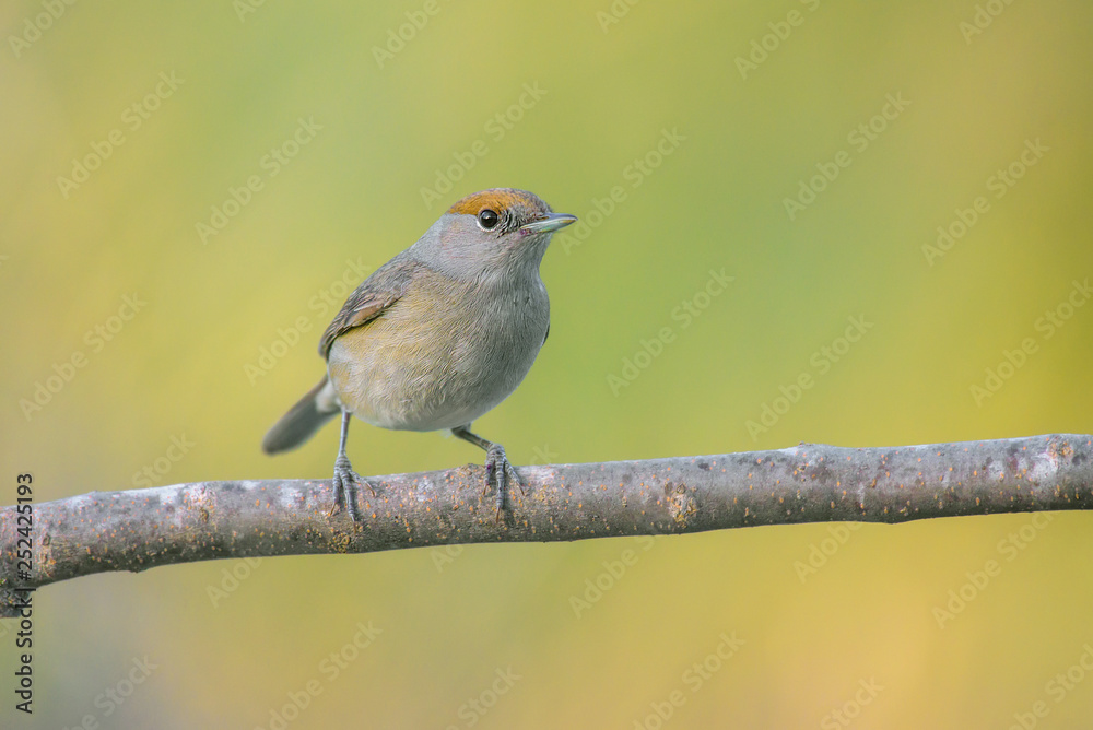 Sylvia atricapilla, sardiniam warbler Sylvia atricapilla, sardiniam warbler