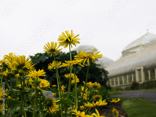 Botanic garden flora flower waterfall leaves photo