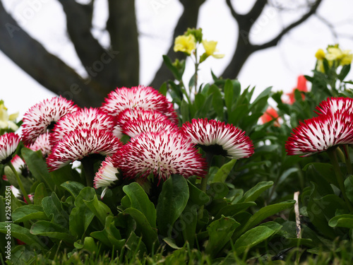 Botanic garden flora flower waterfall leaves photo