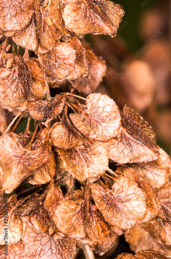 Dried plant Dried plant