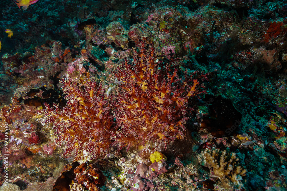Coral reef at the Maldives Coral reef at the Maldives
