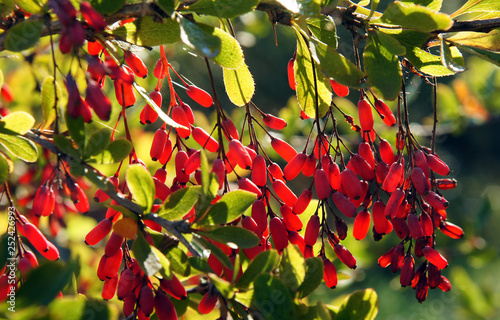 Branch of a barberry photo