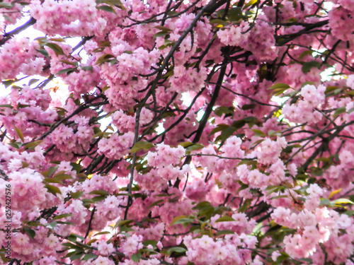 Wallpaper Mural Blooming flowers in sunny day Torontodigital.ca