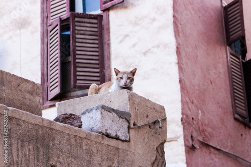 Stray cat who lives in ghetto of Luxor (Egypt) gazing at the viewer curiously.