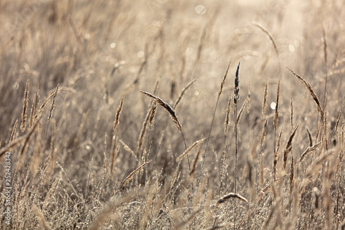 Dry grass in the morning at sunrise