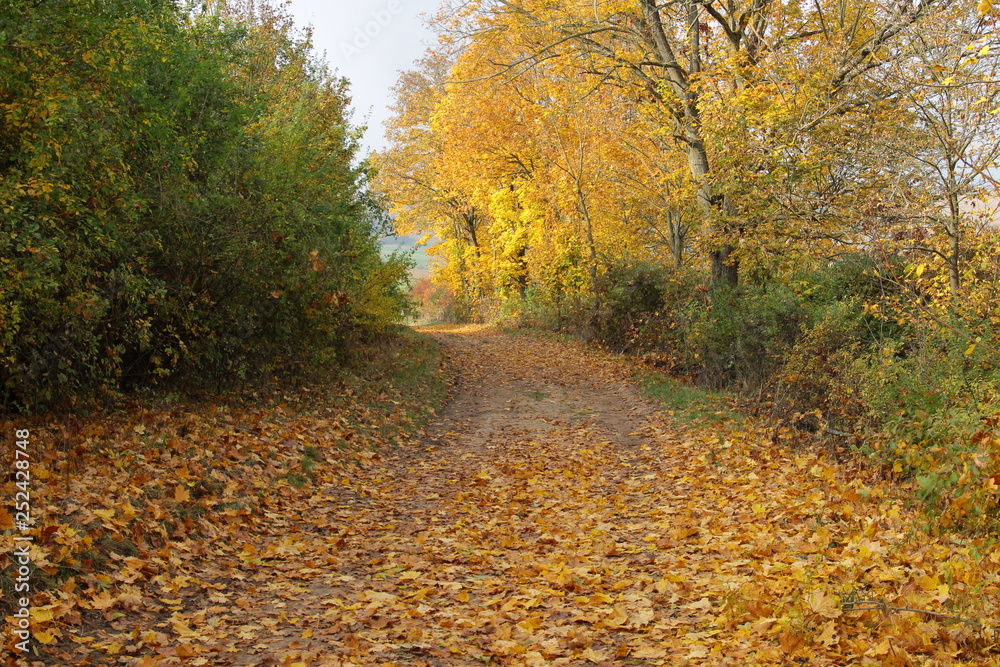 Fototapeta premium herbst