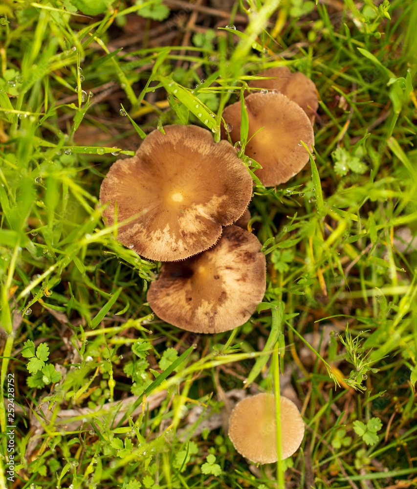 Inedible mushrooms in the forest Inedible mushrooms in the forest
