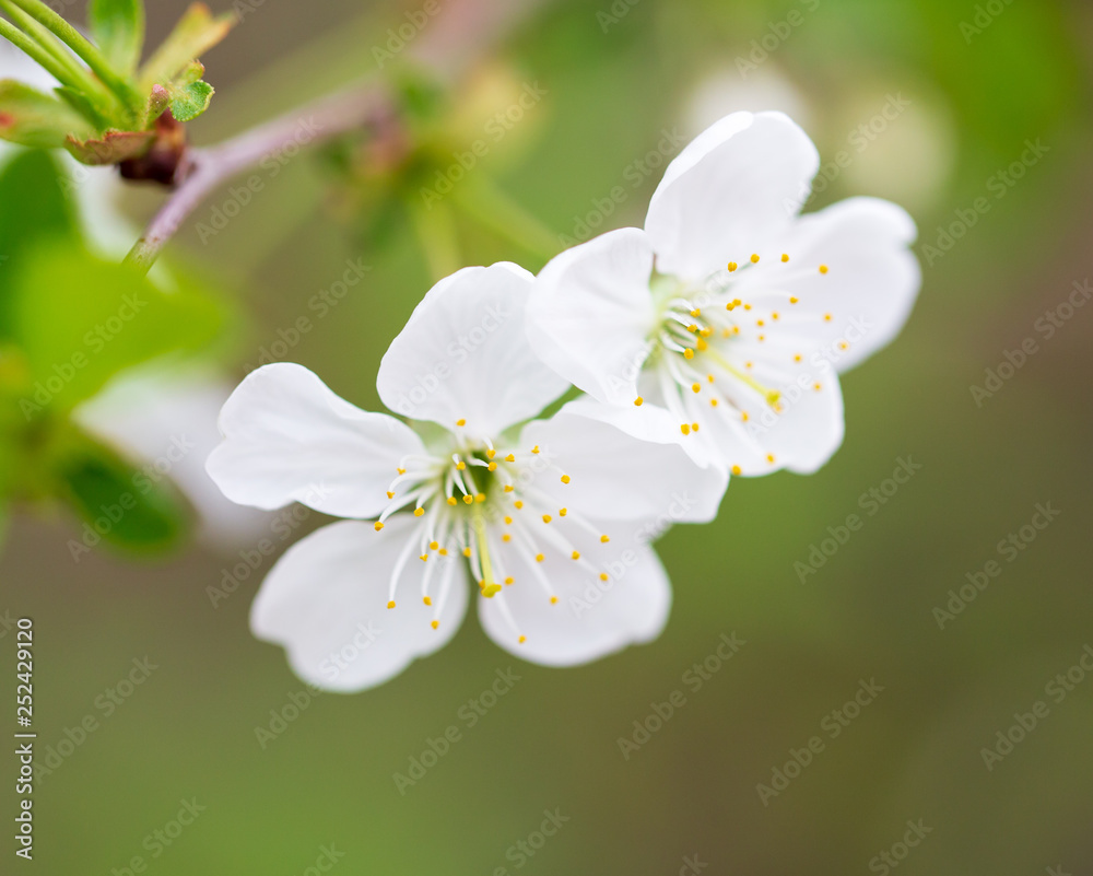 Flowers on the branches of cherry in spring
