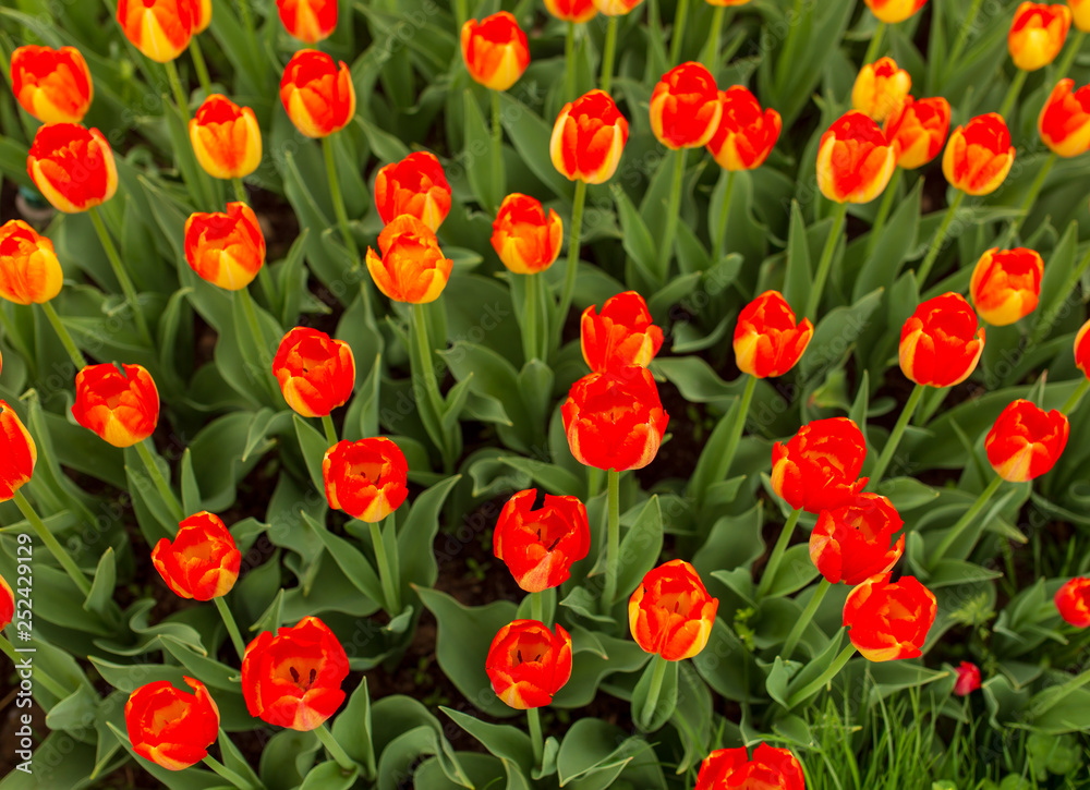 Red tulips in the park as background Red tulips in the park as background
