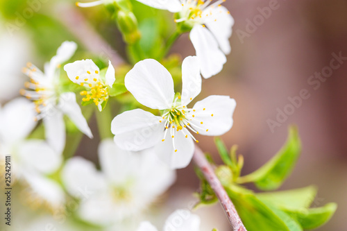 Flowers on the branches of cherry in spring