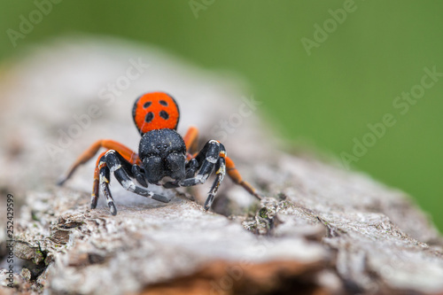 A male Ladybird spider Eresus moravicus in Czech Republic photo