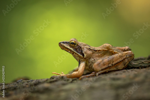 European Common Frog Rana temporaria in Czech Republic photo