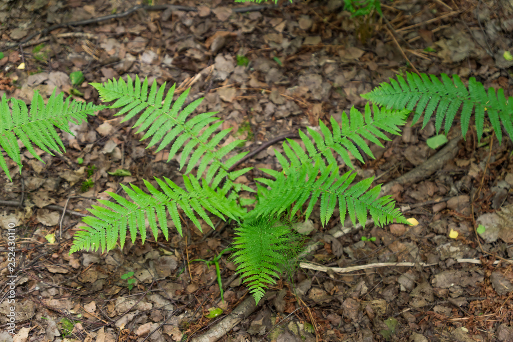 Fern leaves in the forest. Selective foxus