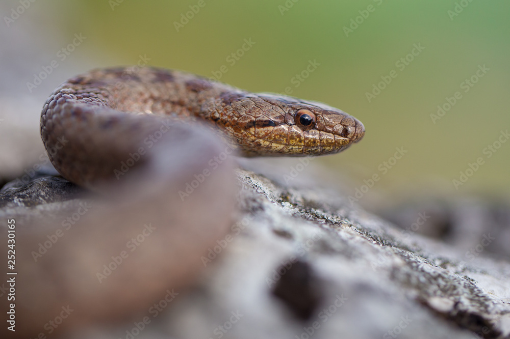 Smooth snake, Coronella austriaca, in Czech Republic