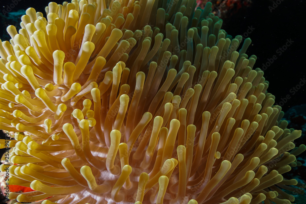 Anemone Coral and fish at the Maldives Anemone Coral and fish at the Maldives