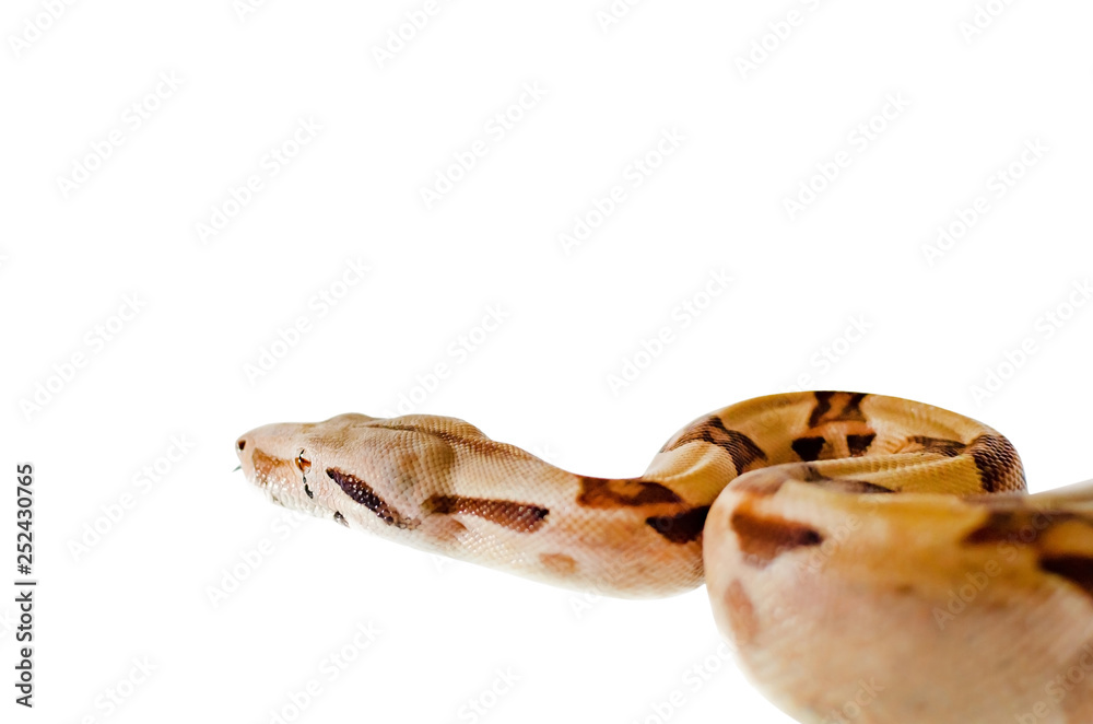 Obraz premium Boa constrictor imperator salmon. Exotic animals in the human environment. Snake isolated on a white background.