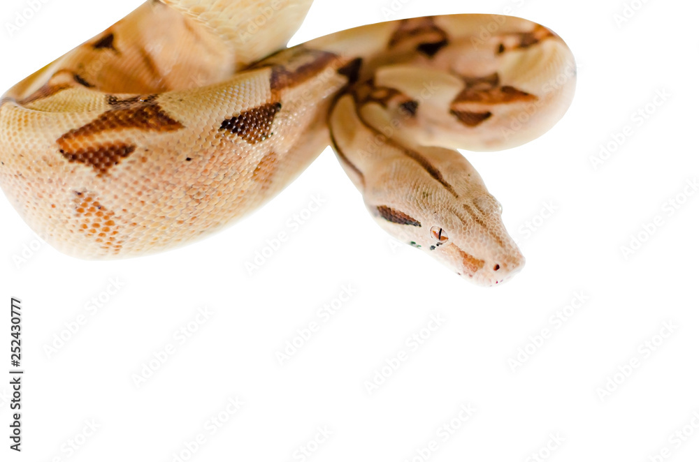 Obraz premium Boa constrictor imperator salmon. Exotic animals in the human environment. Snake isolated on a white background.