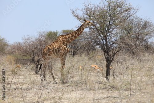 Giraffe im Etosha Nationalpark