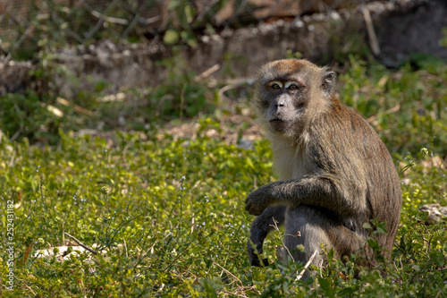 macaque monkey © Thomas