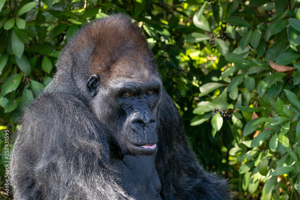Naklejka premium silver back gorilla