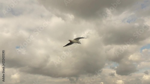 Big flying seagull birg on a background of cloudy sky . Slow motion, Full HD video, 240fps, 1080p.