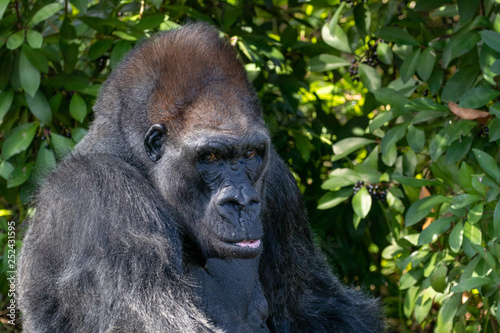 silver back gorilla © Thomas