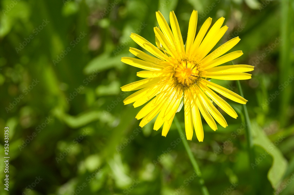 Yellow flower Yellow flower