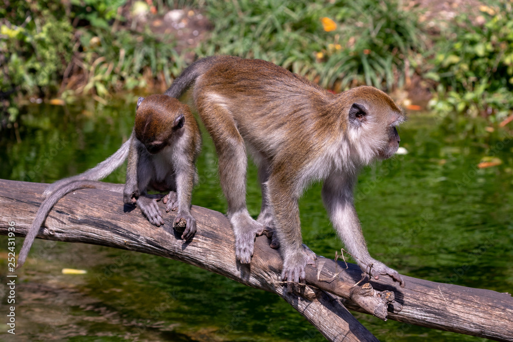 macaque monkey