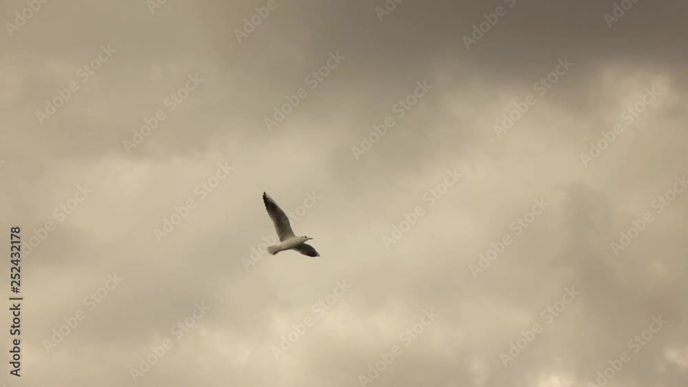 Single bird flying on a cloudy sunset sky. Slow motion, Full HD video, 240fps, 1080p Single bird flying on a cloudy sunset sky. Slow motion, Full HD video, 240fps, 1080p