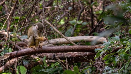 Squirrel Monkey