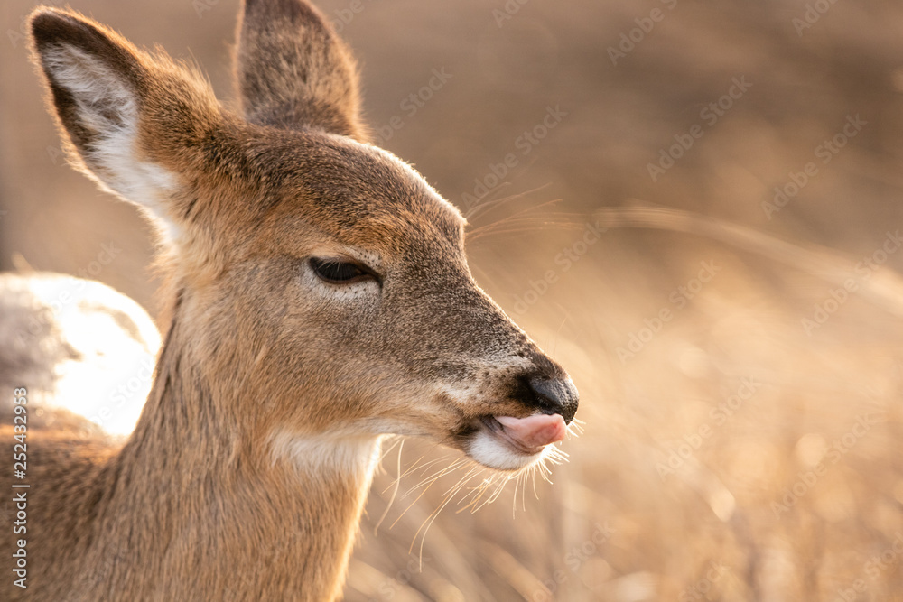 Portrait of a female white-tailed deer licking her lips. Funny cute pose - Fire Island New York. Portrait of a female white-tailed deer licking her lips. Funny cute pose - Fire Island New York.