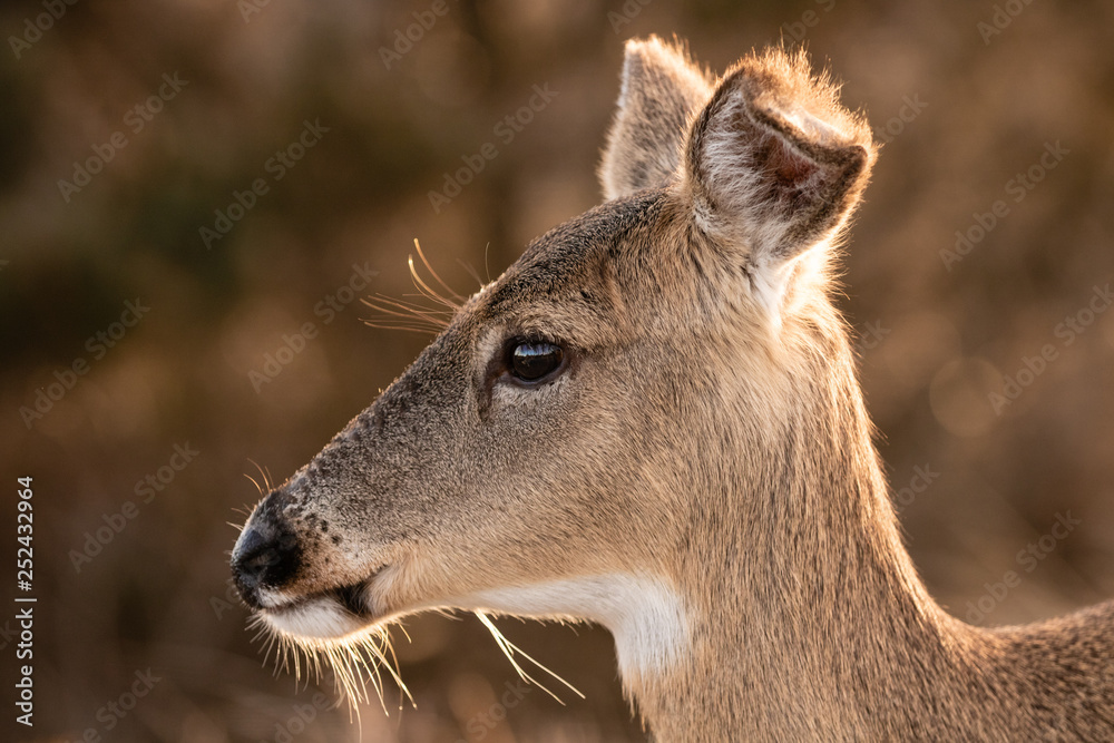 Portrait of a female white-tailed deer with golden sunlight illuminating her hair - Fire Island New York. Portrait of a female white-tailed deer with golden sunlight illuminating her hair - Fire Island New York.