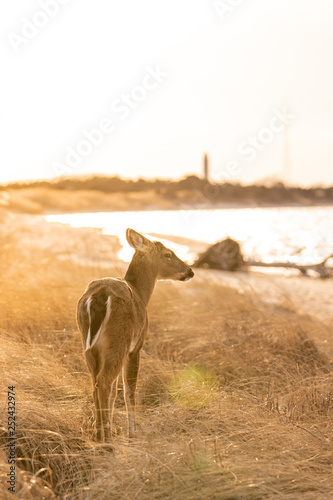 A female white tailed deer talking through beach grass and vegetation on a coast. Golden light illumination scene as the sun begins to set - Fire Island New York