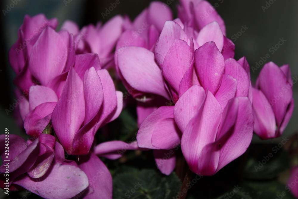 Fototapeta premium closeup flowers of pink cyclamen