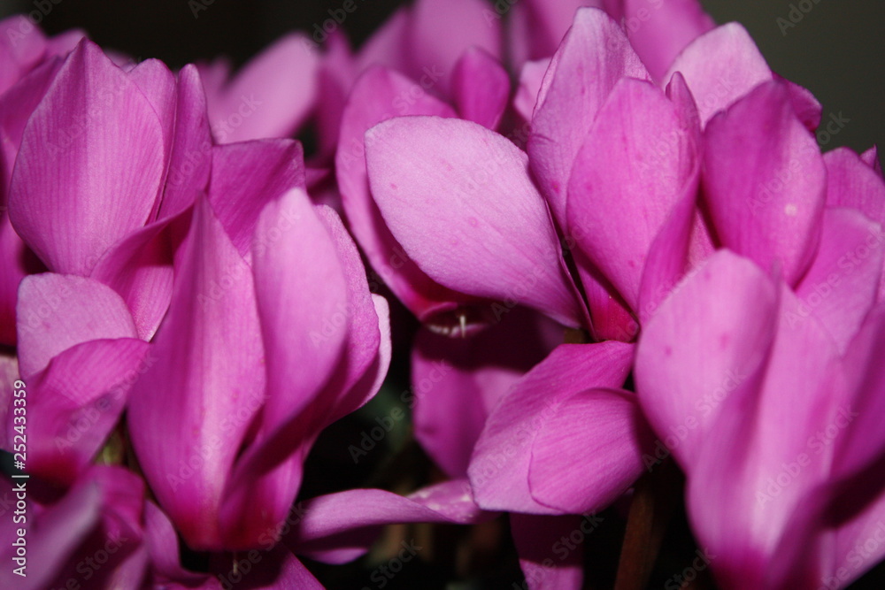 Obraz premium closeup flowers of pink cyclamen