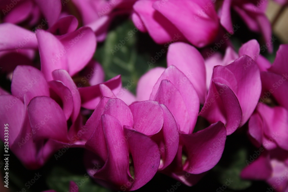 closeup flowers of pink cyclamen