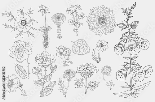 Set of cute hand drawn black ink flowers and herbs, plants. Big vector collection of floral graphic elements for pattern design, greeting card decoration, logo