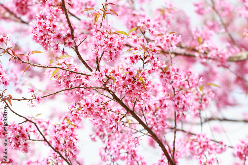 Wild Himalayan Cherry Blossoms in spring season (Prunus cerasoides), Sakura in Thailand, selective focus, Phu Lom Lo, Loei, Thailand. Wild Himalayan Cherry Blossoms in spring season (Prunus cerasoides), Sakura in Thailand, selective focus, Phu Lom Lo, Loei, Thailand.
