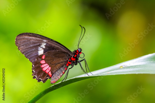 Closeup   beautiful butterfly sitting on flower. Parides aglaope  © blackdiamond67