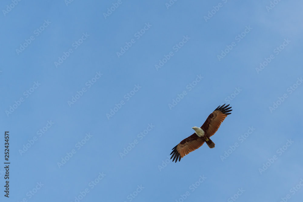 American bald eagle soaring on blue sky. Bottom view. American bald eagle soaring on blue sky. Bottom view.