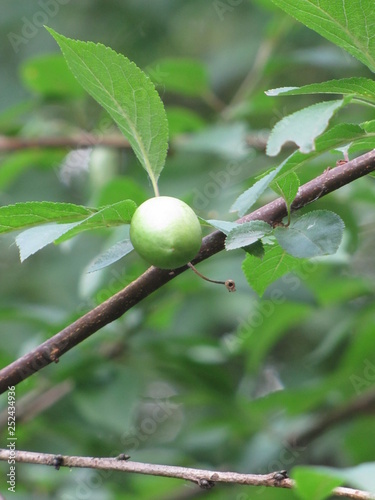 green figs on a tree