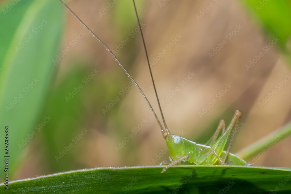 grasshopper, macro of insect in wild, animal in nature, close-up animal in wild grasshopper, macro of insect in wild, animal in nature, close-up animal in wild