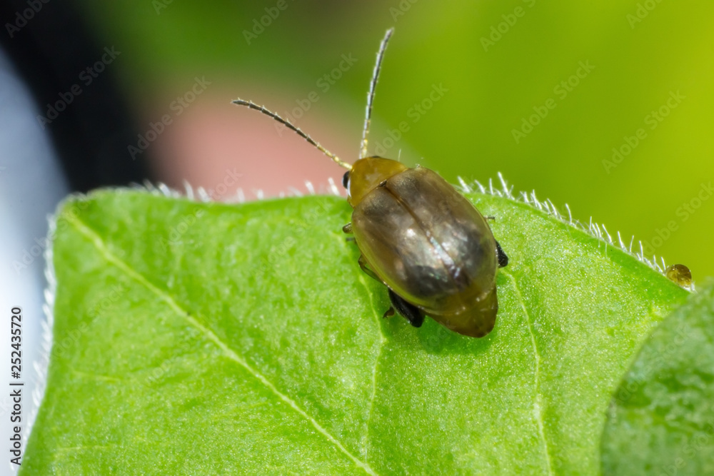 Ladybug, macro of insect in wild, animal in nature, close-up animal in wild Ladybug, macro of insect in wild, animal in nature, close-up animal in wild