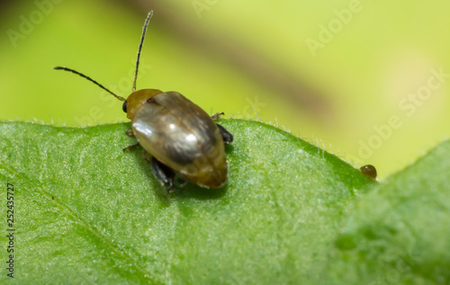 ladybug, macro of insect in wild, animal in nature, close-up animal in wild