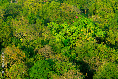 Forest and tree from the top view