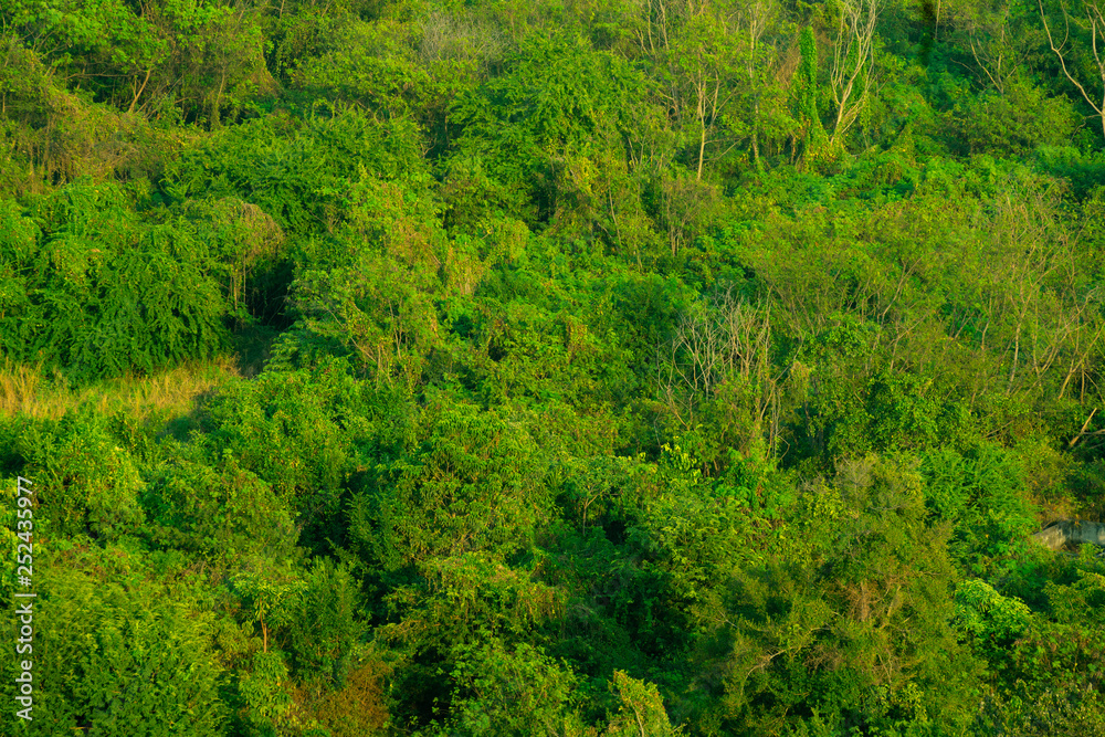 Forest and tree from the top view